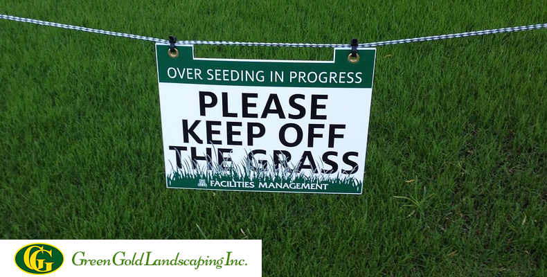 What is Overseeding a Lawn Green Gold Landscaping Inc