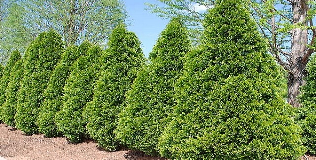  Golden Arborvitae Best Privacy Shrubs and Fast Growing Privacy Plants