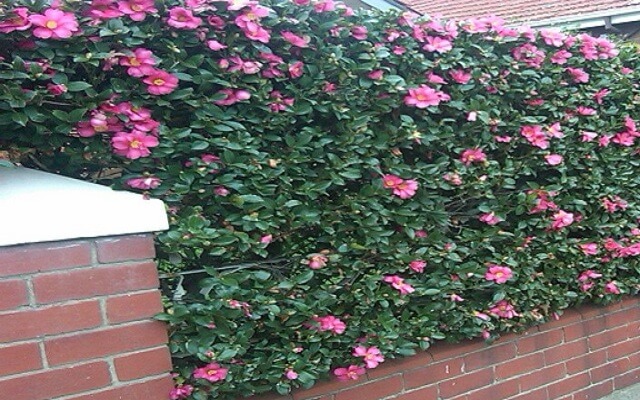 Camellia Japonica Best Privacy Shrubs and Fast Growing Privacy Plants