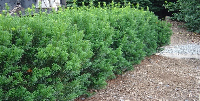 Dense Yew Best Privacy Shrubs and Fast Growing Privacy Plants
