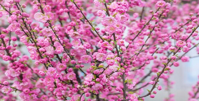 Dwarf Pink Almond Best Privacy Shrubs and Fast Growing Privacy Plants