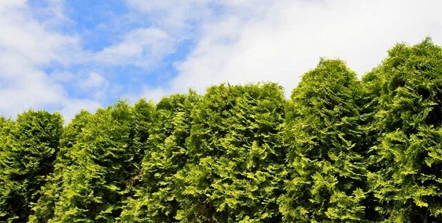 Emerald Arborvitae Best Privacy Shrubs and Fast Growing Privacy Plants