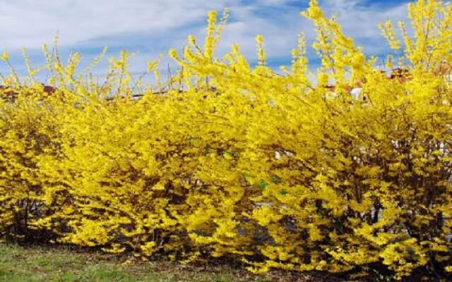 Forsythia Best Privacy Shrubs and Fast Growing Privacy Plants