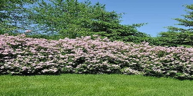 French Lilac Best Privacy Shrubs and Fast Growing Privacy Plants