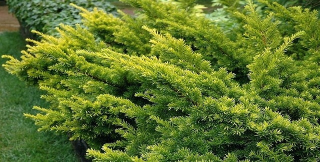 Japanese Yew Best Privacy Shrubs and Fast Growing Privacy Plants