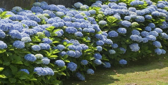 Nikko Blue Hydrangea Best Privacy Shrubs and Fast Growing Privacy Plants