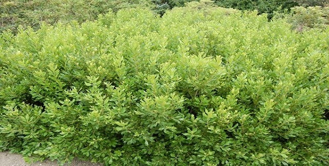 Northern Bayberry Best Privacy Shrubs and Fast Growing Privacy Plants