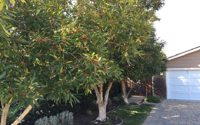 Wax Myrtle Best Privacy Shrubs and Fast Growing Privacy Plants