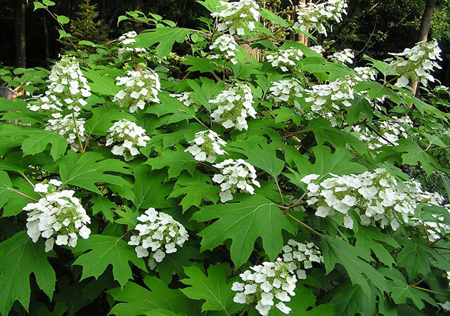 Oakleaf-Hydrangeas-Landscaping Plants For Shade