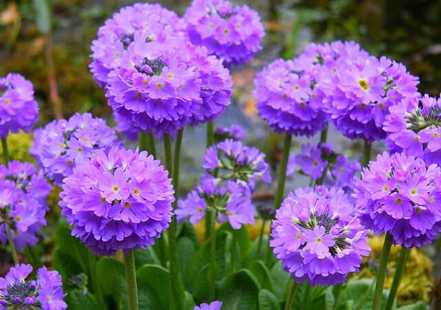 Primula-or-Primrose - Landscaping Plants For Shade