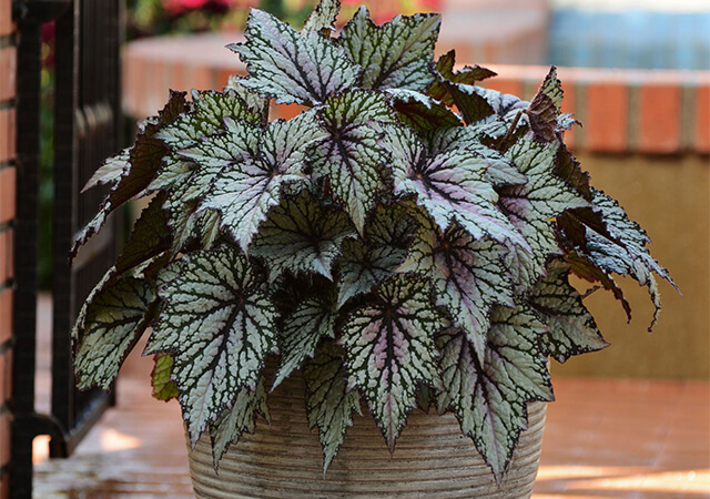 Begonias -Landscaping Plants For Shade