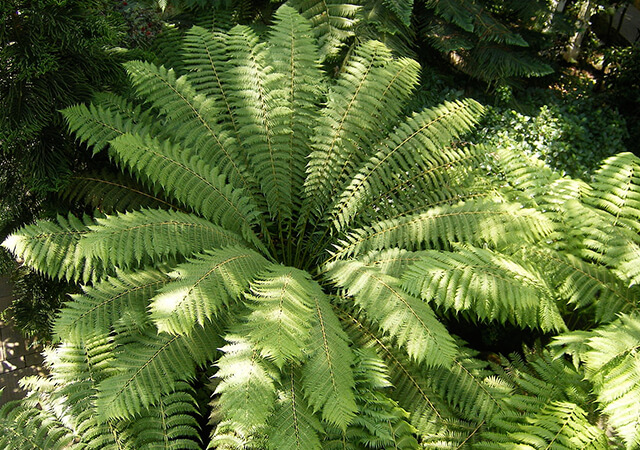 Ferns - Landscaping Plants For Shade