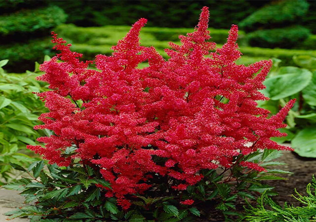 Astilbe-hybrids - Landscaping Plants For Shade