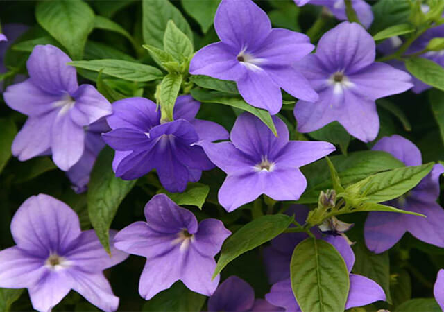 Amethyst-Flower - Landscaping Plants For Shade