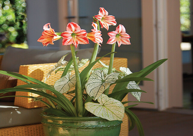 Fancy-leafed-caladium - Landscaping Plants For Shade