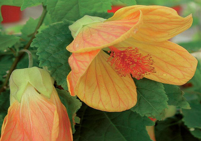 Flowering-Maple - Landscaping Plants For Shade