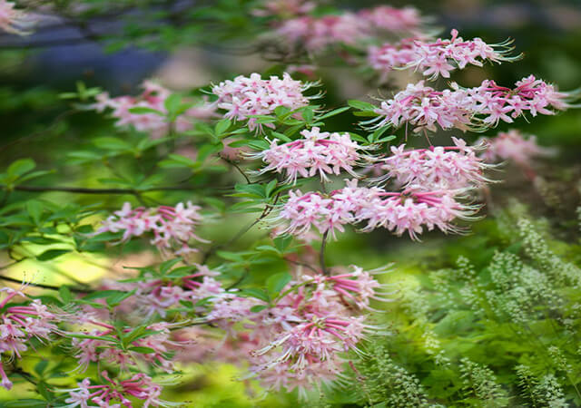 Foam-Flowers - Landscaping Plants For Shade