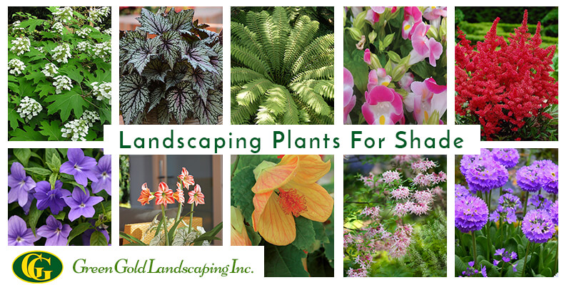 10 Great Landscaping Plants For Shade, Landscape Plants For Shade