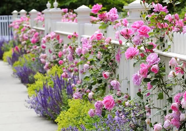 White-Fencing-with-flowering-Plants-at-bottom - Garden Fence Ideas