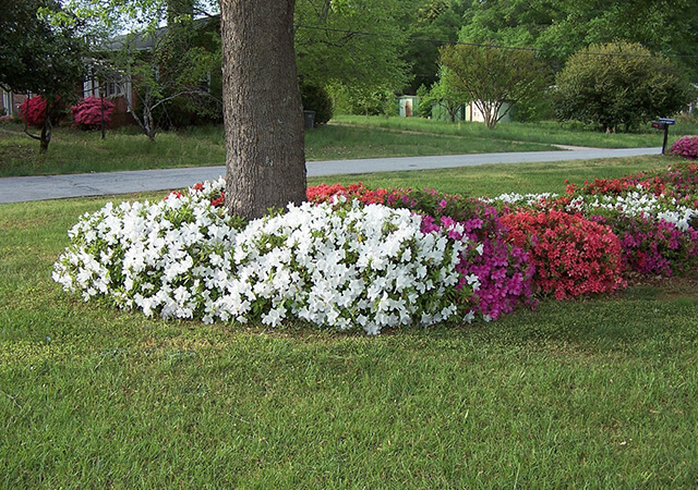 15 Unique Flower Bed Ideas For Lawn Lovers - Greengold Landscaping