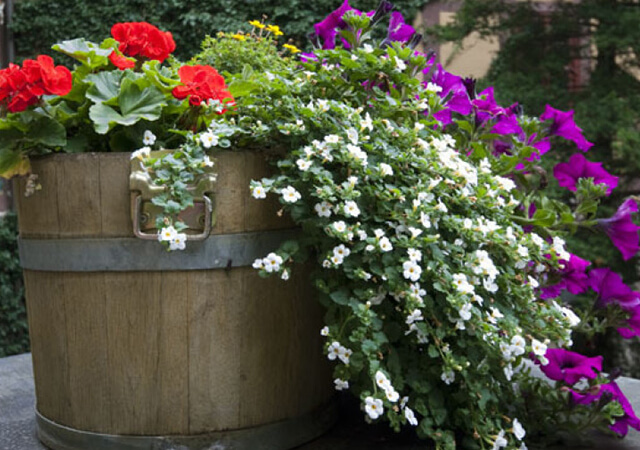 Barrel-Flower-Bed-Design - Flower Bed Ideas