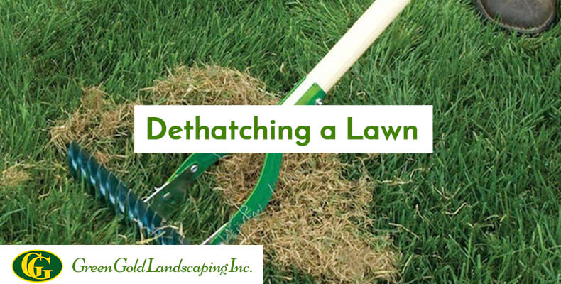 How To Dethatch Your Lawn Archives Green Gold Landscaping Inc