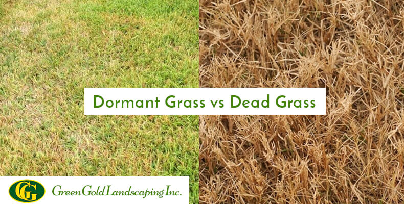 Dormant Grass Vs Dead Grass Green Gold Landscaping Inc